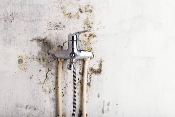 Best White Mold Remediation in Russell, KY